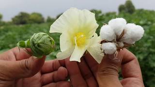 100 Original Cotton Seeds  BUY NOW from AgroStar [upl. by Liuqnoj]