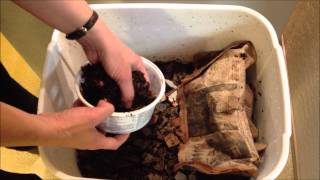 How to Feed Your Composting Red Wiggler Worms in a Flow Through Worm Bin [upl. by Annoynek809]