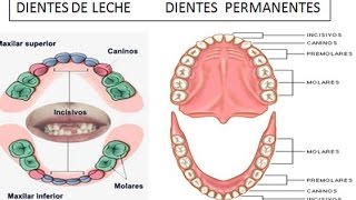 Cronograma de la dentición T24 [upl. by Ryle]