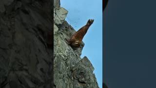 Walrus Cliff Crowding Risks and Dangers for Arctic Giants Walrus animals [upl. by Stegman]