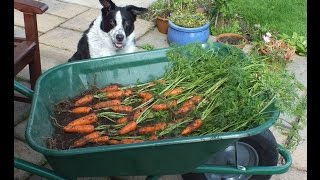 HGV How to grow Carrots in a pot start to finish Organic Carrots in a bucket [upl. by Stubbs]