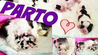 Parto da Melly  Minha Cadelinha Shih Tzu  Minha Filha Pet Lói Cúrcio [upl. by Howe314]