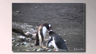 Penguin feeding [upl. by Belita]