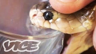 Getting High Injecting Snake Venom [upl. by Adabel]