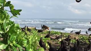 Jaguar filmado en playa Tortuguero [upl. by Qifar]