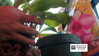 Repotting Acineta Superba Orchid Resembrando Acineta Superba Orquidea [upl. by Judson747]