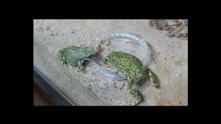 Anaxyrus debilis Western green toad feeding [upl. by Newell]