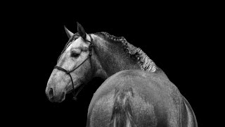 GUAPO 2 Y PRE Stallion 168 m [upl. by Pratt]