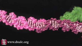 Mechanism of Recombination [upl. by Michelsen]