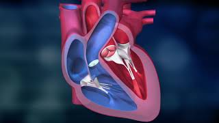 AS Biology  Control of heart contractions OCR A Chapter 85 [upl. by Bopp704]