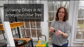 Growing Olives in NJ  The Arbequina Olive Tree [upl. by Otanutrof404]