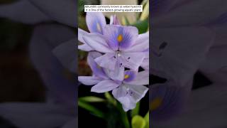 jalkhumbi water hyacinth plant waterplants jallhumbi gardening plant garden waterhyacinth [upl. by Odnesor]