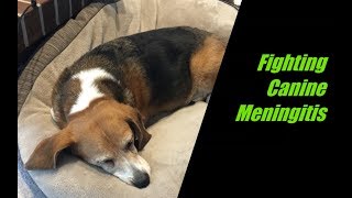 Canine Meningitis in a Beagle  Dog Wont Eat or is your dog lethargic  Watch This [upl. by Ilrahs]