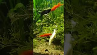 Red swordtail Xiphophorus hellerii [upl. by Assitruc]