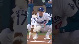 Shohei Ohtani’s dog delivers the first pitch ⚾  shorts [upl. by Llerdnek]