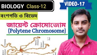 Giant Chromosome  Polytene Chromosome in Bengali ll claaa12 ll Biology in Bengali [upl. by Fenella]