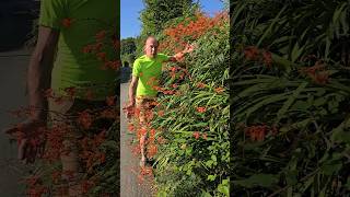 Invasive Crocosmia monbretia invasivespecies gardening permaculture adventure explore [upl. by Nrehtac]