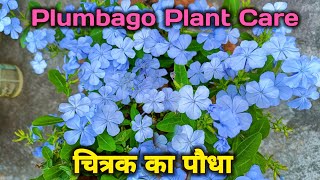 नीला रंग के फूल और परमानेंट पौधा है चित्रक Plumbago flower plant care [upl. by Gusti671]