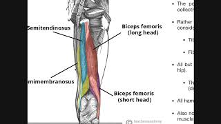 Posterior Thigh Compartment  Hamstrings Origins Insertions Etc [upl. by Corb150]