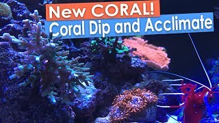 New Coral Frags Coral RX Dip and Coral Acclimation [upl. by Adne]