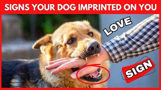 10 Signs That Your Dog Has Imprinted On You [upl. by Nylecoj]