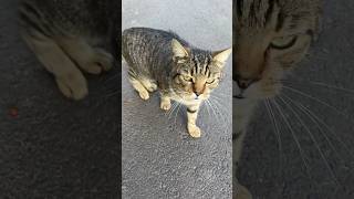 Tabby cat meowing loudly in the street [upl. by Odlanra]