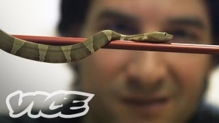 Comment Response Getting High Injecting Snake Venom [upl. by Ver873]