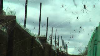 Scary spiders Nephila Madagascariensis spider [upl. by Diann]