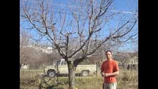 Pruning Cherry Trees in Spring Tips and Techniques [upl. by Dolorita]