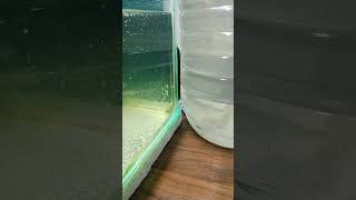 daphnia culture 18924 diy fishing handmade livefoodforfish [upl. by Ahsykal]