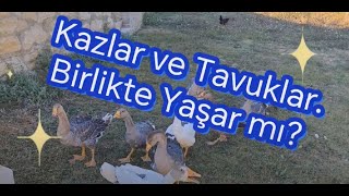 Kazlar Ve Tavuklar  kaz kaz köyhayatı animals shortvideo tavuk [upl. by Miles]