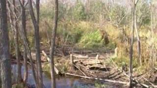 Beavers and Beaver Dam Removal 2011 Part A [upl. by Nelyaw]