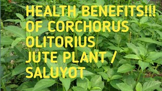 Health Benefits Of Corchorus olitorius l JUTE l Saluyot [upl. by Buckingham]