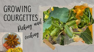 Growing Courgettes picking and cooking them [upl. by Marga]