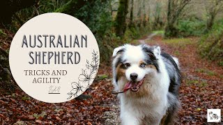 Amazing dog Tricks  Agility  Australian Shepherd [upl. by Chemash]