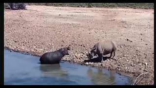 Hippo vs Rhinohippo rhino wildlife Hippo Attack on Rhinowildanimals [upl. by Enortna]