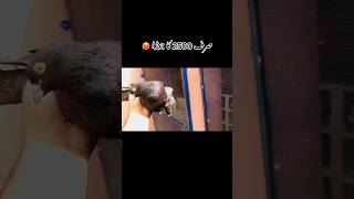 Today Offer 🕊️ bird pigeon pigeonkabutar shortvideo kabutarlover kabootar birds kabutar [upl. by Markowitz]