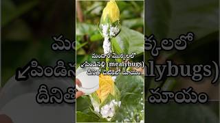 Mealybugs control on hibiscus plant youtubeshorts shortsyoutube viralshort garden [upl. by Venice727]