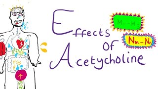 Acetylcholine Effects On The Body [upl. by Sidoma826]