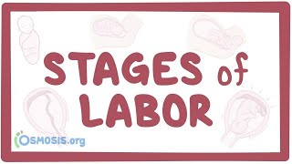 Stages of labor  physiology [upl. by Ivets]