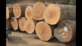 Timber Mill operation in Bihar India [upl. by Glynnis205]