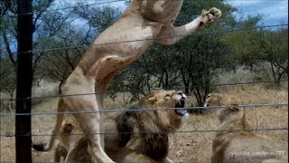 50 Lions having Breakfast [upl. by Isyak]