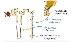 Understanding Hyponatraemia [upl. by Columbus]