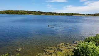 A LEONBERGER SWIMMING IN THE LAKE AT DRURIDGE BAY COUNTRY PARK [upl. by Aldredge]