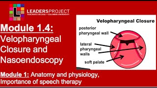 Module 14 Cleft Palate Speech and Feeding Velopharyngeal Closure and Nasoendoscopy [upl. by Stretch]