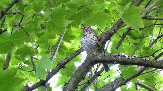 Singing Song Thrush in The Treetops [upl. by Hannaoj456]