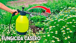 FUNGICIDA casero para PLANTAS acaba con todos los HONGOS EN CASA  Fungicida de manzanilla [upl. by Anilef]