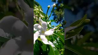 flower status songflower Hindi song videoflower new WhatsApp status flowers [upl. by Itteb]