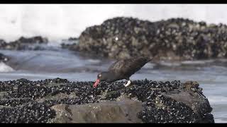 Black Oystercatcher Mussel hunting [upl. by Anaek]