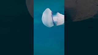 Rhizostoma pulmo acalefo azulwhite jellyfish freediving underwater [upl. by Janot]